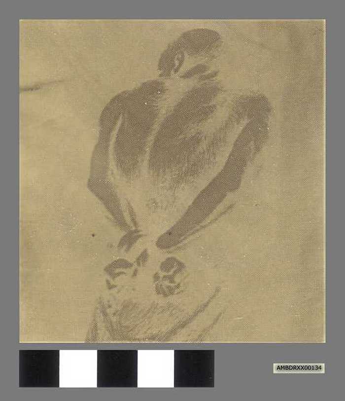 Proefdruk Cartoonale