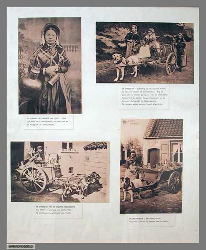 De Vlaamse melkboerin.