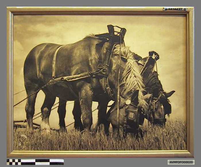 Een span boerenpaarden