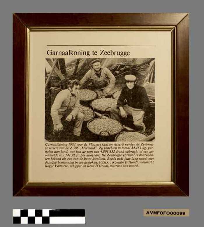 Garnaalkoning te Zeebrugge