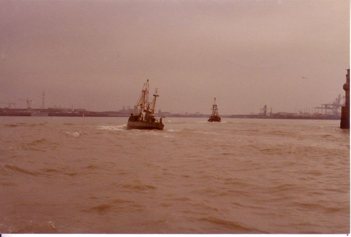 Garnaalvissers |Garnaalvissers