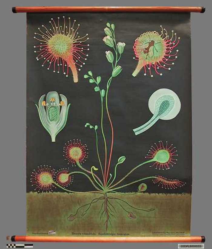 N°113 (Ronde zonnedauw - Drosera rotundifolia)