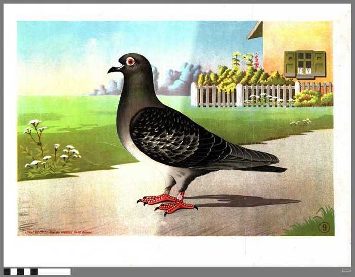 Blanco diploma Wedstrijdduif