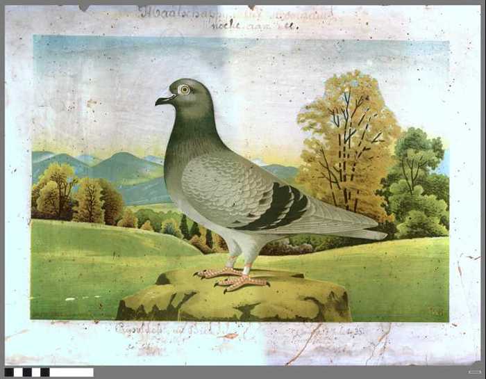 Diploma 1935 Maatschappij de Noordduif. Knocke-aan-zee.