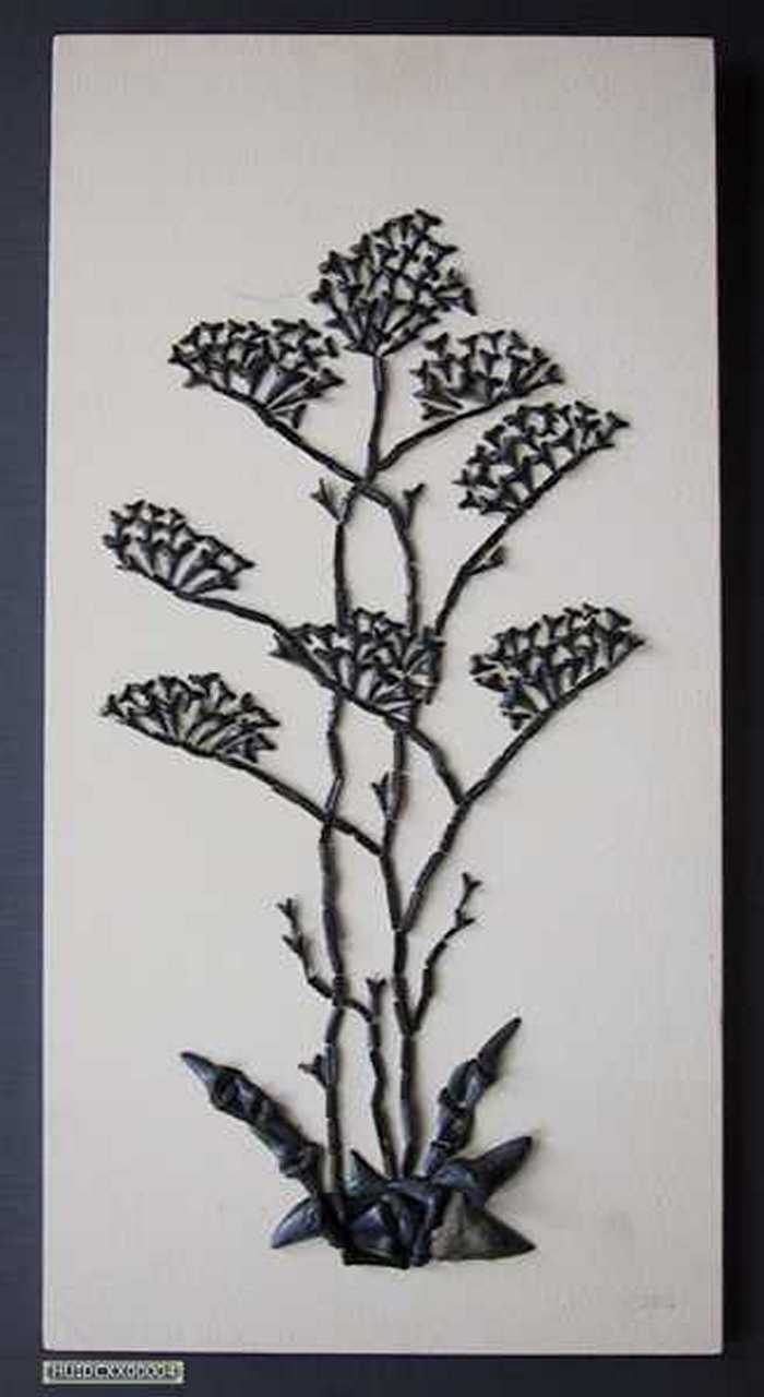 Kunstwerk gemaakt uit haaien- en roggetanden voorstellend een Zwinnebloem (`Limonium Vulgare)