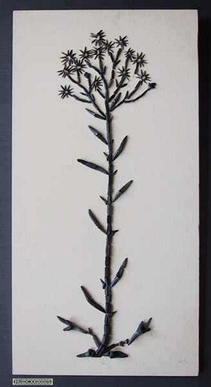 Kunstwerk gemaakt uit haaien- en roggetanden voorstellend een Zeeaster (`Aster Tripolium)