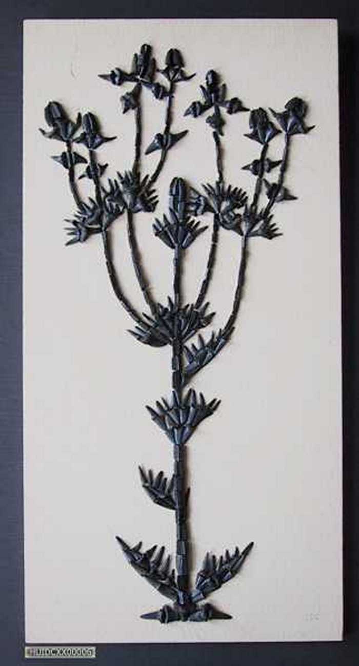 Kunstwerk gemaakt uit haaien- en roggetanden voorstellend een Blauwe Zeedistel (`Eryngium maritimum)