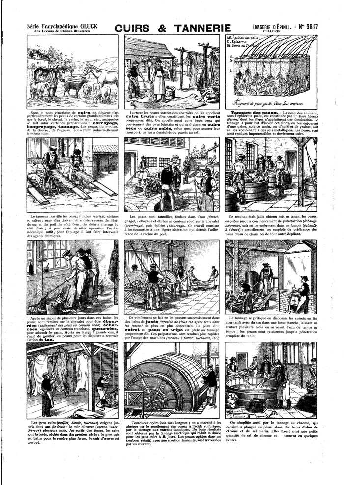 Cuirs & Tannerie