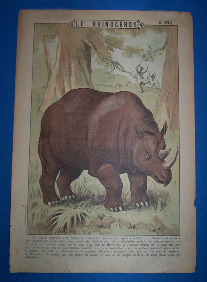 Le rhinocéros