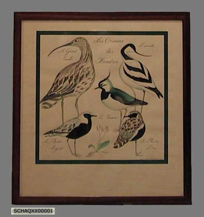 Les oiseaux des Flandres