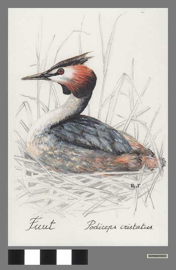 Fuut - Podiceps cristatus