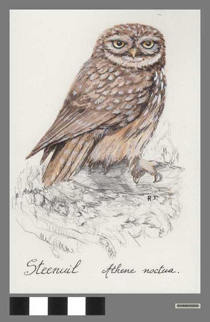 Steenuil - Athene noctua