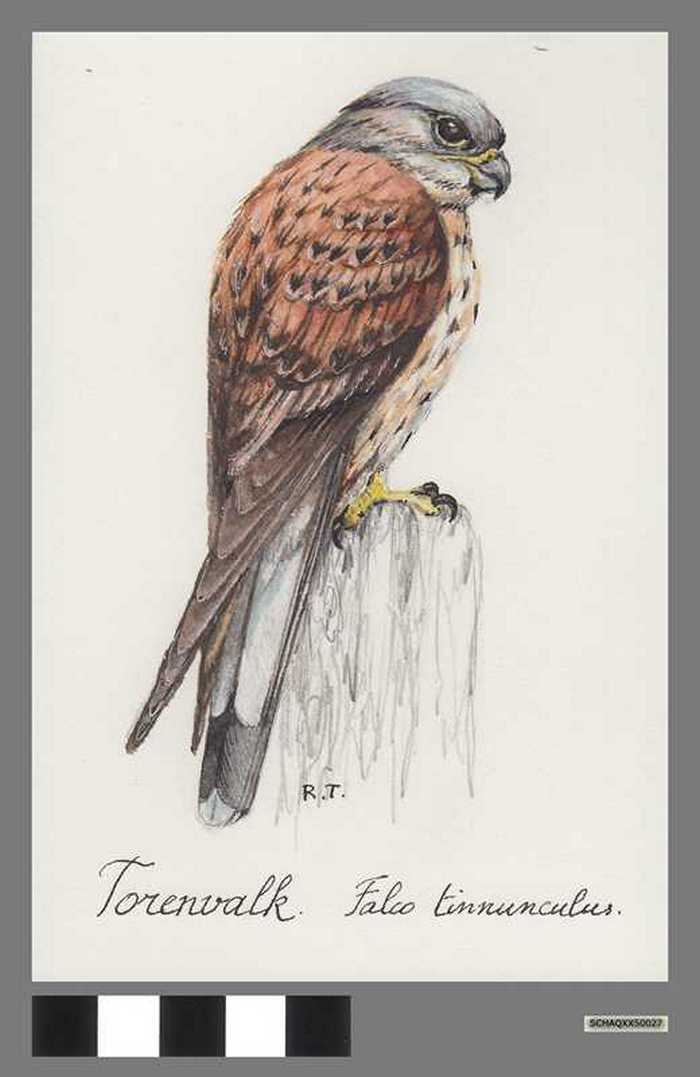 Torenvalk - Falco tinnunculus