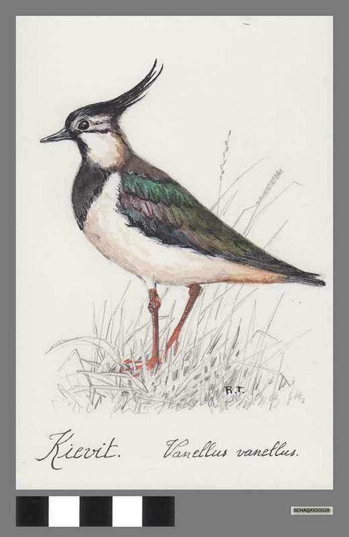 Kievit - Vanellus vanellus