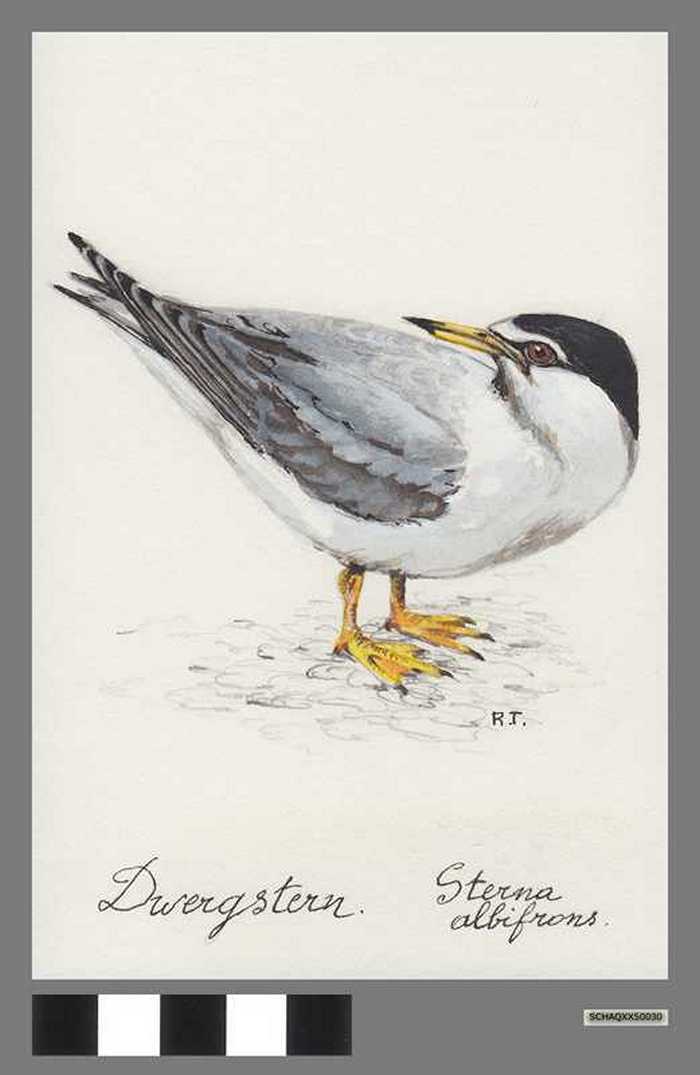 Dwergstern - Sterna albifrons