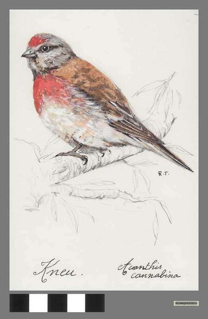 Kneu - Avanthis cannabina