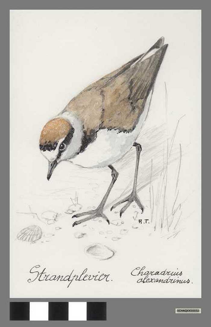 Strandplevier - Charadruis alexandrinus