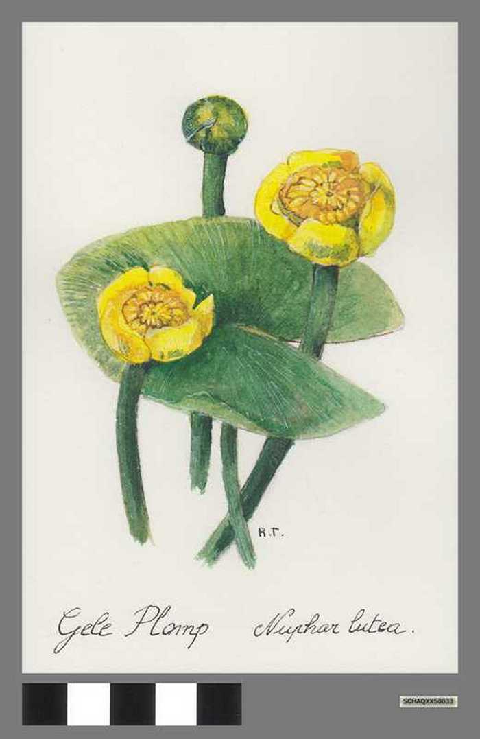 Gele plomp - Nuphar lutea