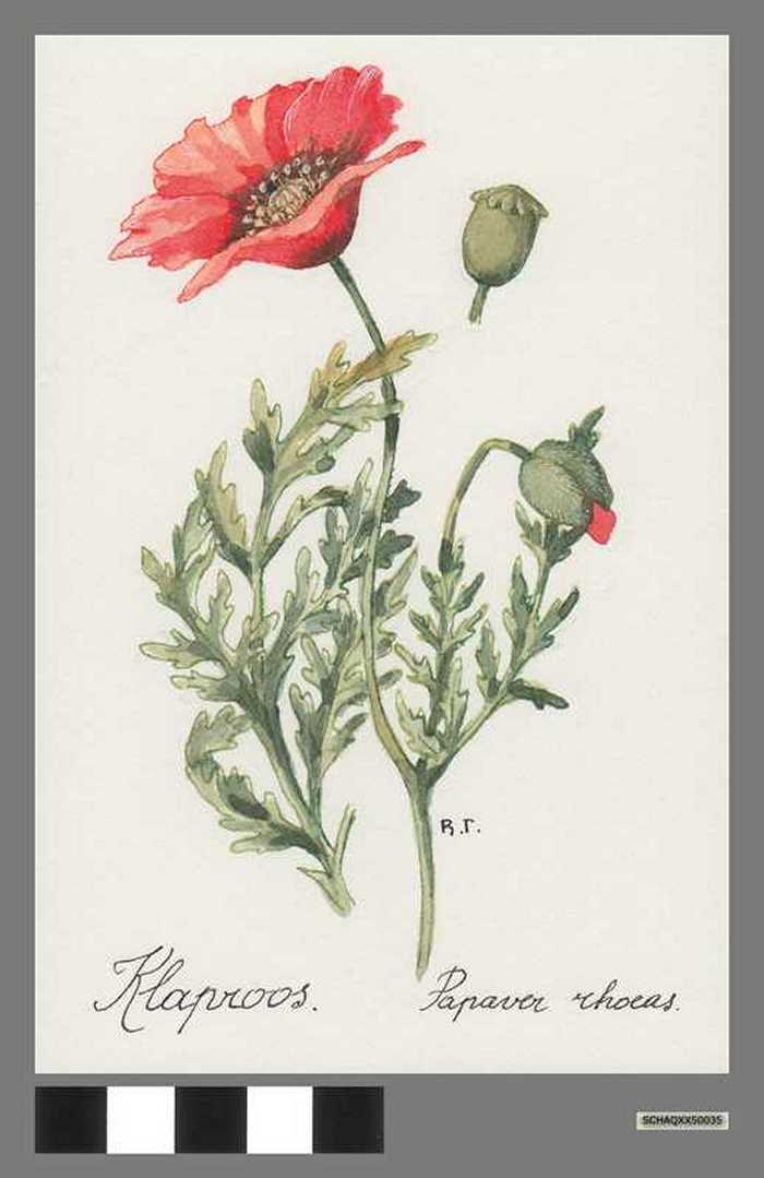 Klaproos - Papaver rhoeas