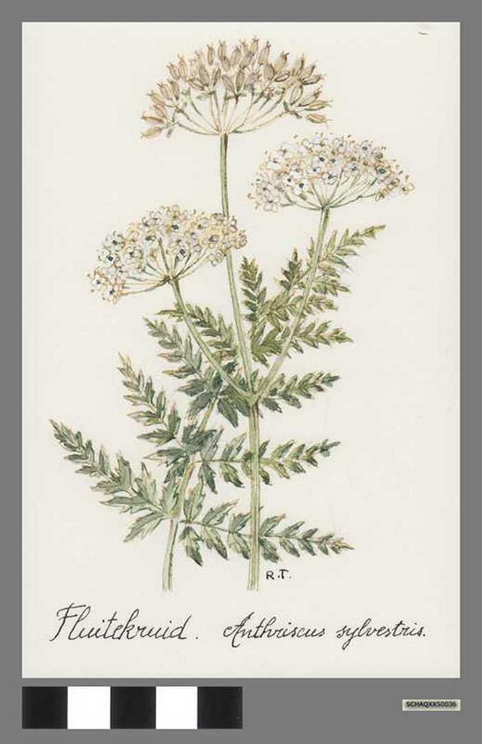 Fluitekruid - Anthriscus sylvestris