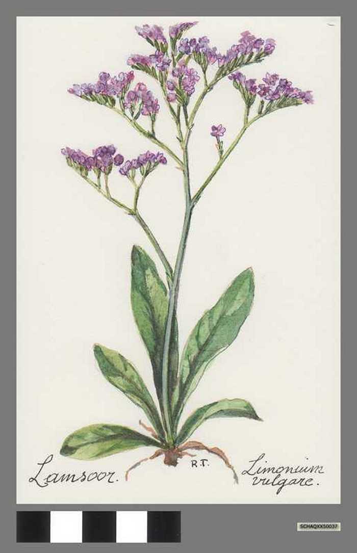 Lamsoor - Limonium vulgare