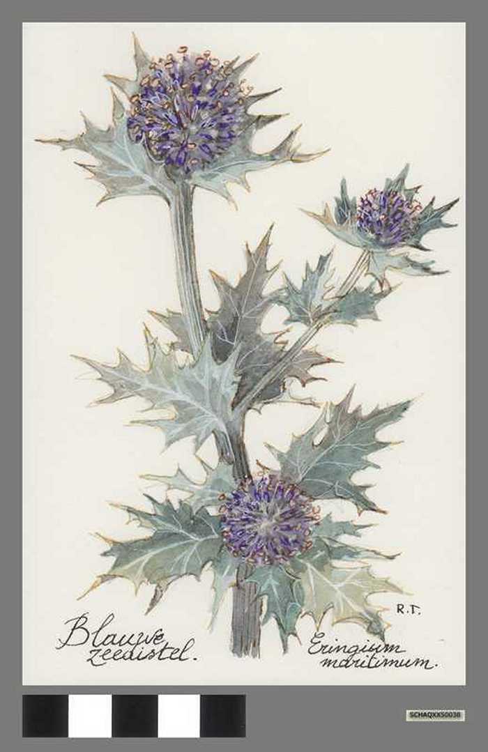 Blauwe zeedistel - Eringium maritimum