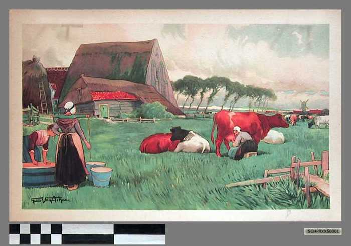 Het melken van de koeien