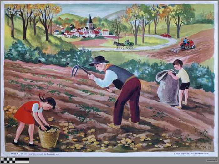 La récolte des Pommes de Terre
