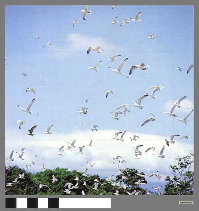 Zilvermeeuwen in volle vlucht - Vol de goéllands argentés