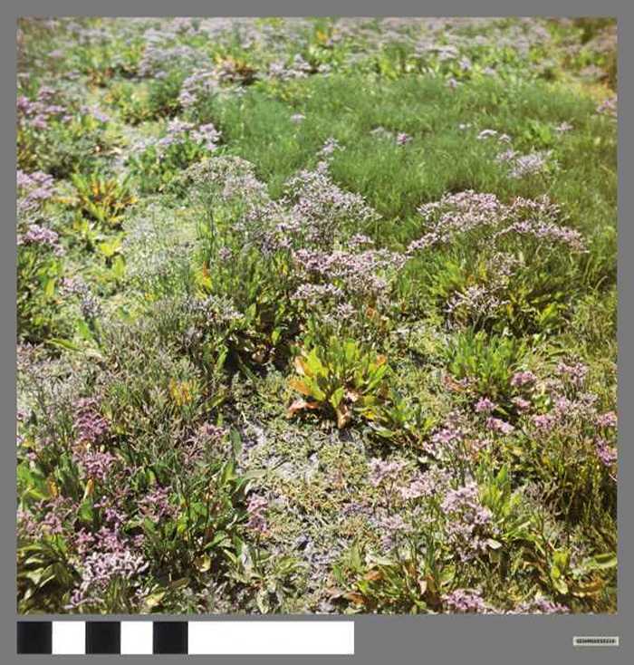 Vegetatiemozaïek - Mosaïque végétale