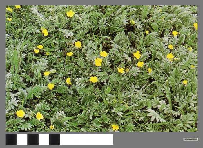 Zilverschoon - Potentille Ansérine