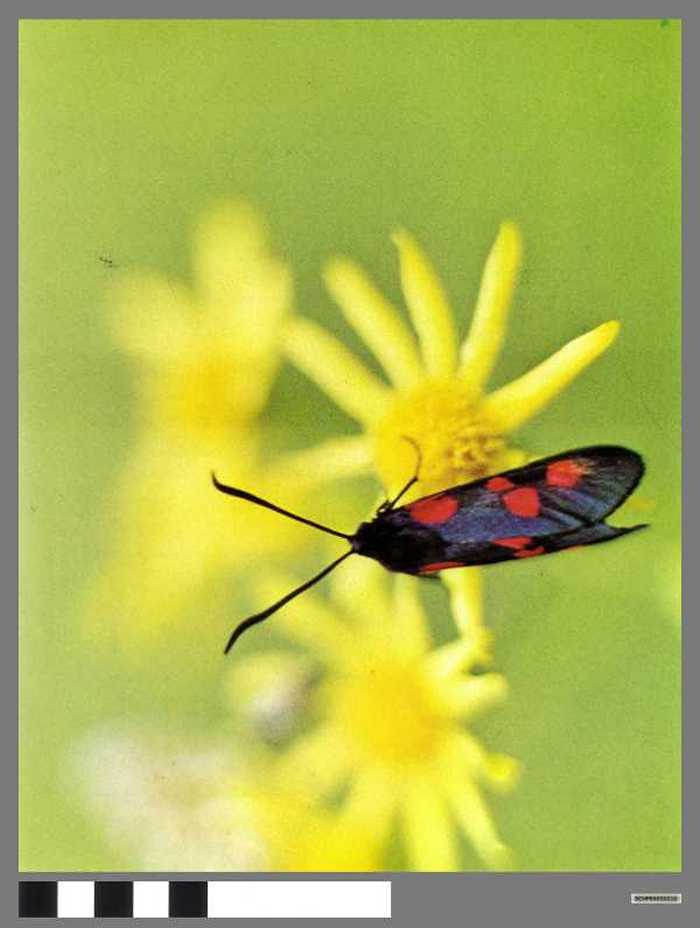 Rups van de Sint-Jakobsvlinder - Zygène