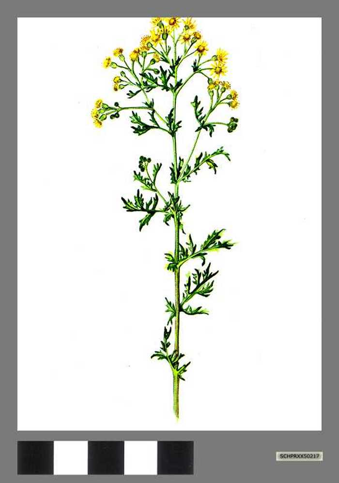 Jacobskruiskruid - Séneçon jacobée