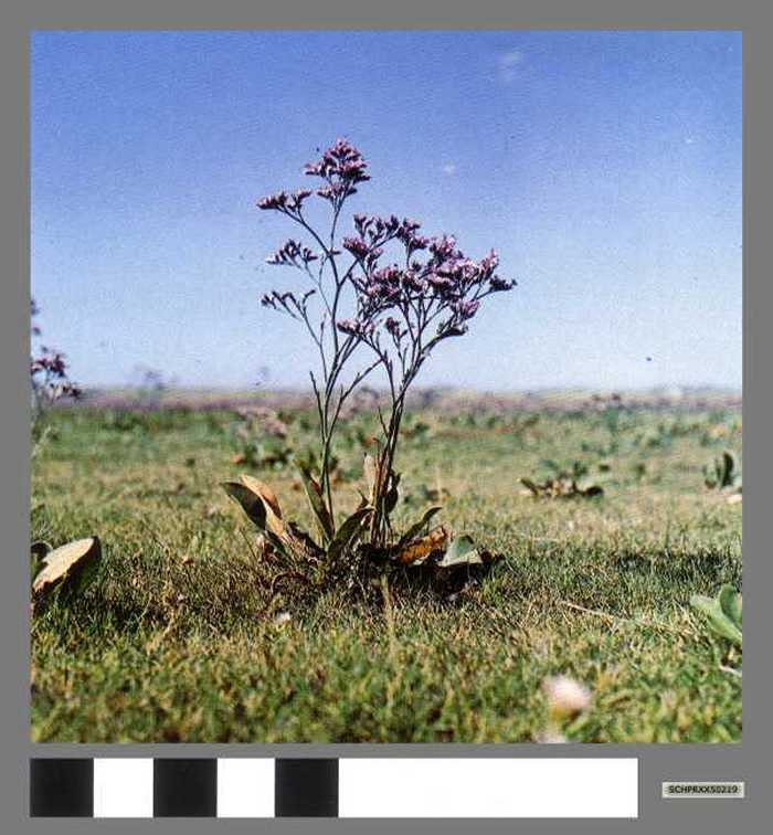 Lamsoor - Statice des limons