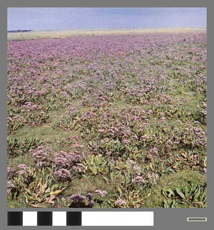 Mozaïekvegetatie met lamsoor - Champs de statices