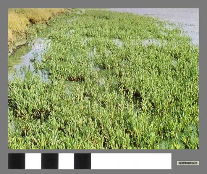 Schorrekruid - Suédée.