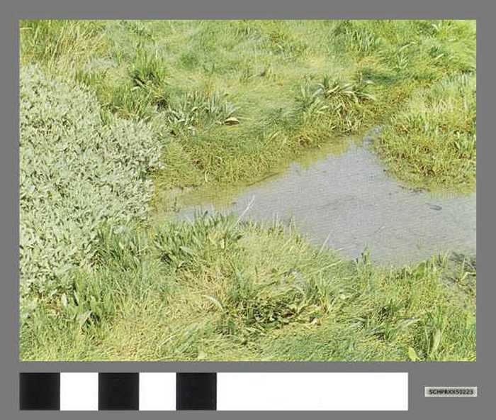 Zoutemelde - Oblone.