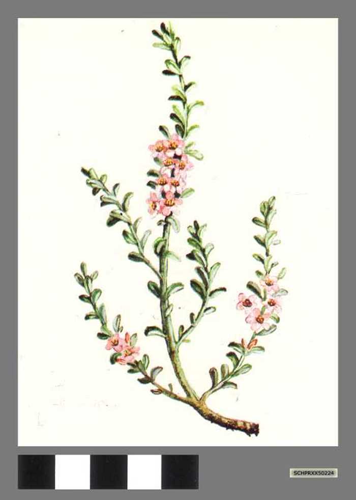 Melkkruid - Glaux maritime