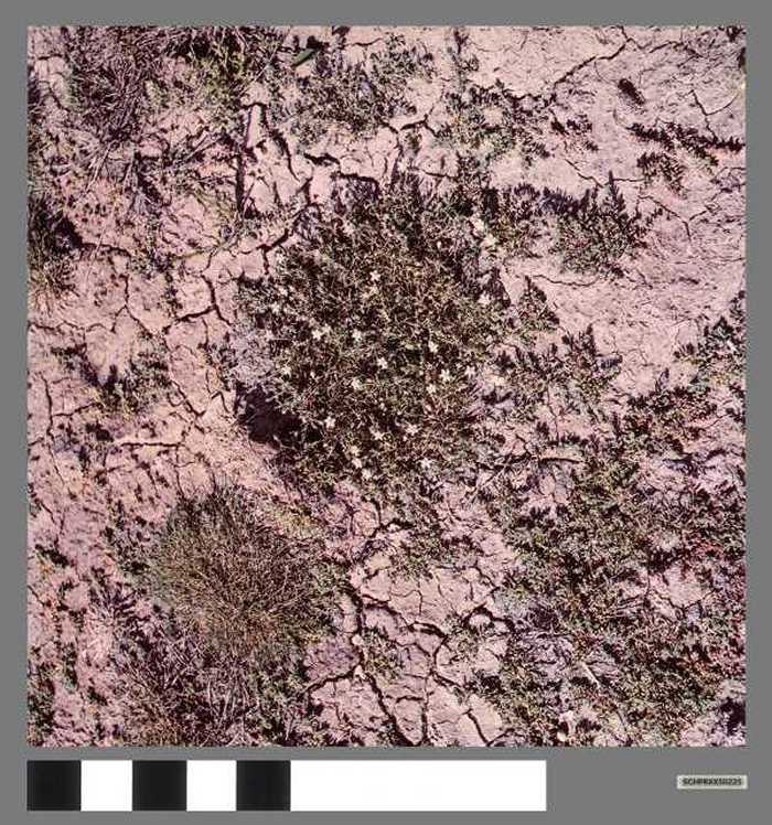 Schijnspurrie - Spergulaire