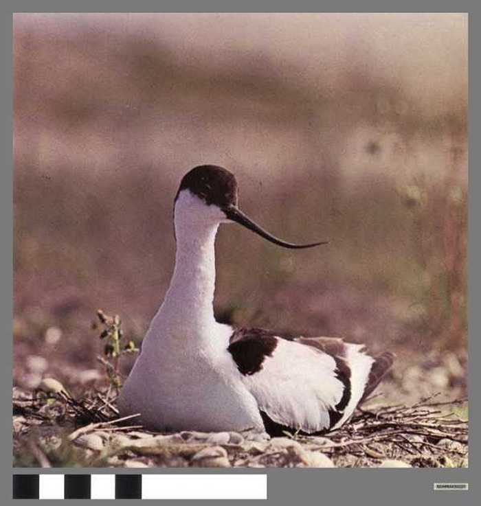 Broedende kluut - Avocette