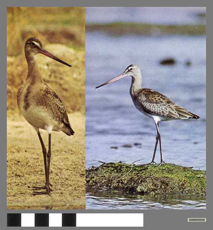 Grutto - Barges à queue noire