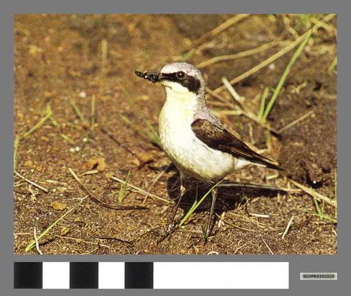 Tapuit - Traquet motteux