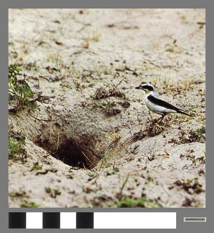 Tapuit (en konijnengat) - Traquet motteux (et terrier)