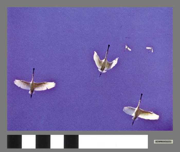 Lepelaars - Spatules