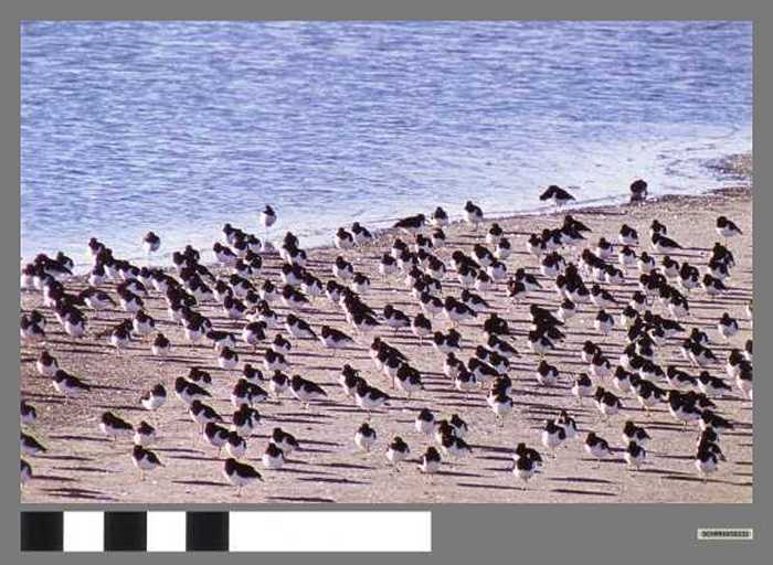 Scholeksters - Huîtriers pie