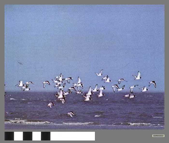 Scholeksters in vlucht - Huïtriers en vol.