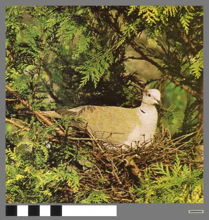 Turkse tortel - Tourterelle turque