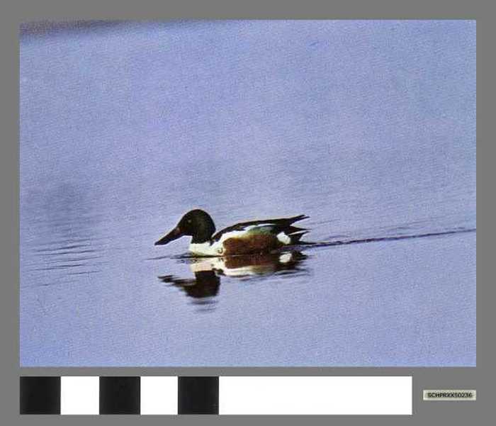 Slobeendwoerd - Canard souchet