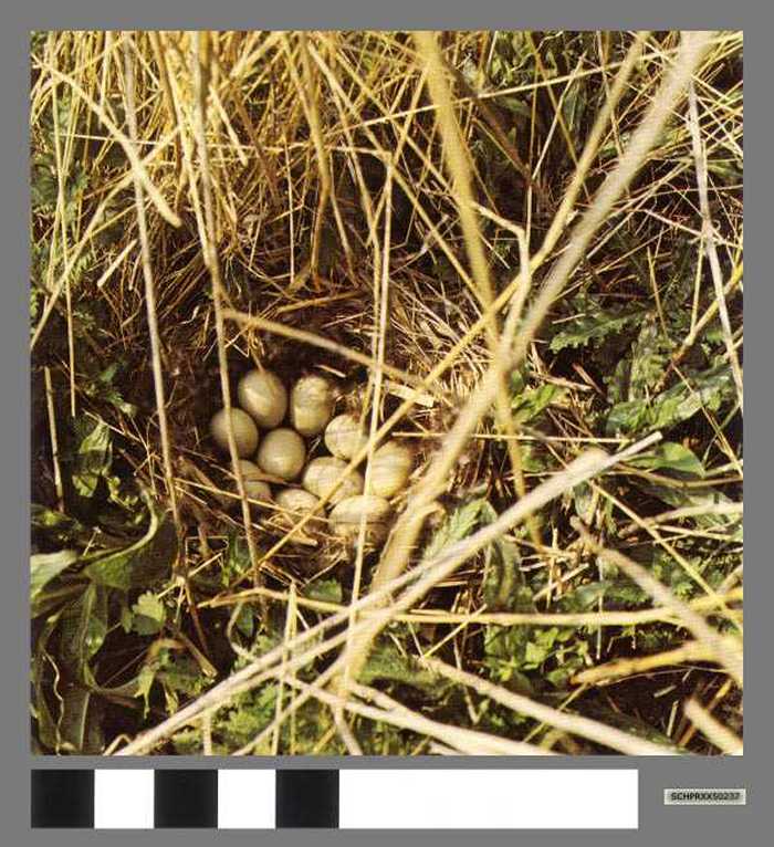 Nest van blokeend - Nid de cane