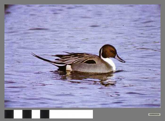 Pijlstaart - Canard pilet.